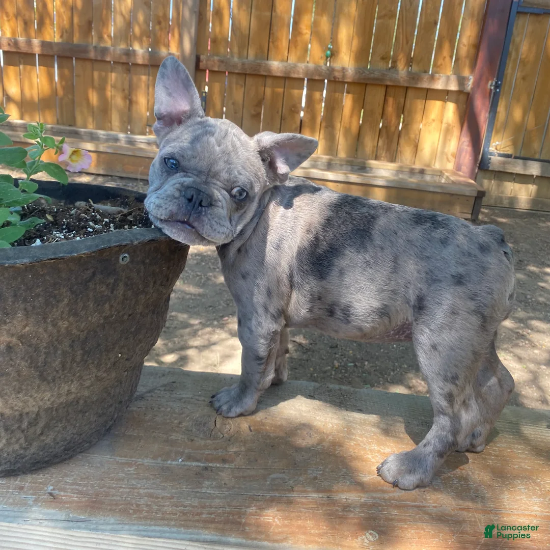 French Bulldog dogs for sale: Coco - Ad 2