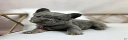 French Bulldog dogs for sale: French Bulldog Puppy 1 - Ad 1