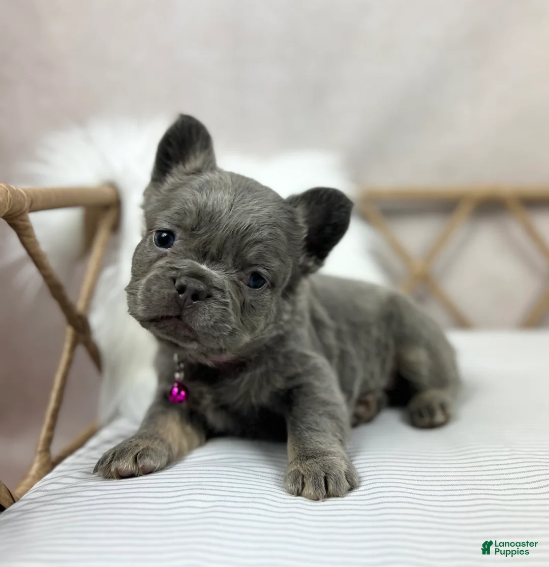 French Bulldog dogs for sale: French Bulldog Puppy 1 - Ad 1