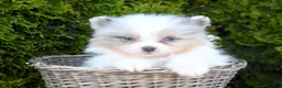 Pomeranian dogs for sale: Pomeranian Puppy 3 - Ad 1