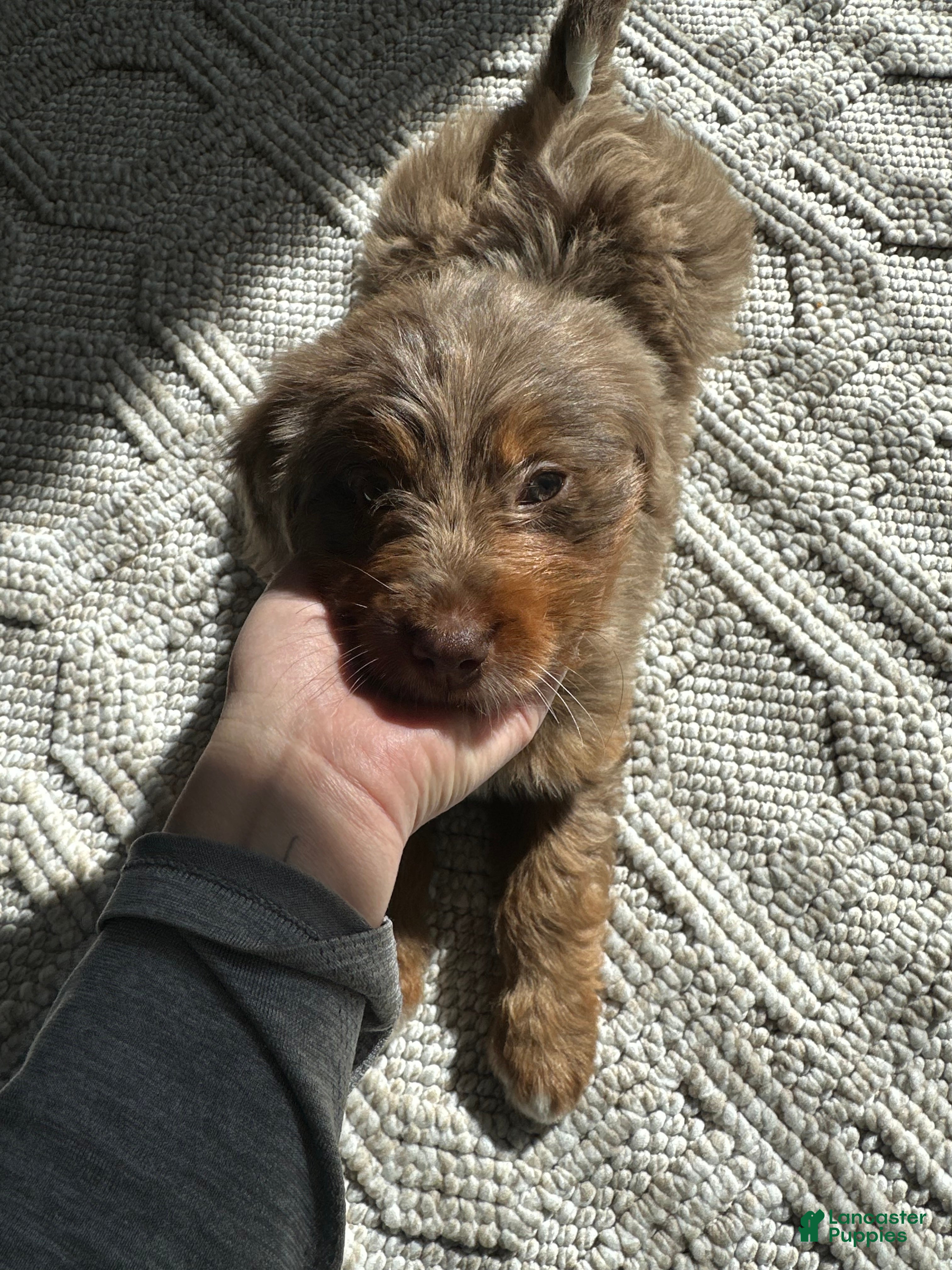 Bernedoodle dogs Lila  - Ad 22