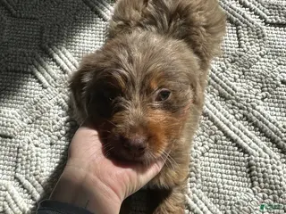 Bernedoodle dogs Lila - Ad 22