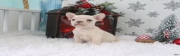 French Bulldog dogs for sale: Daisy - Ad 1