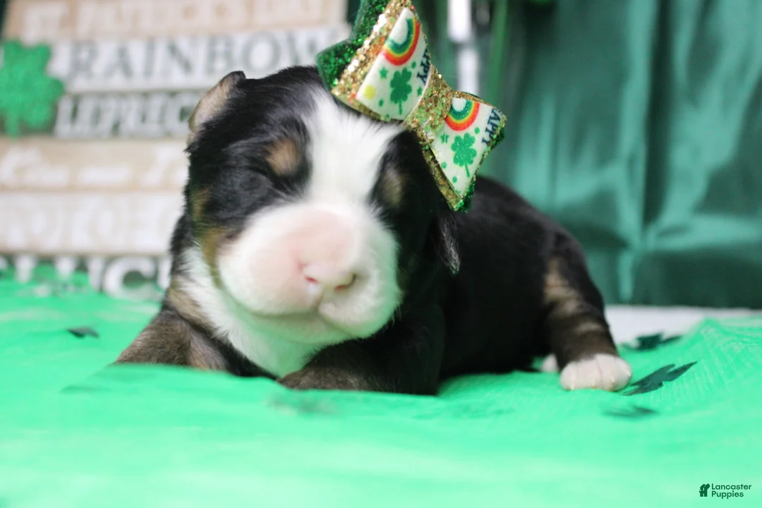 Bernese Mountain Dog dogs for sale: Olive  - Ad 2