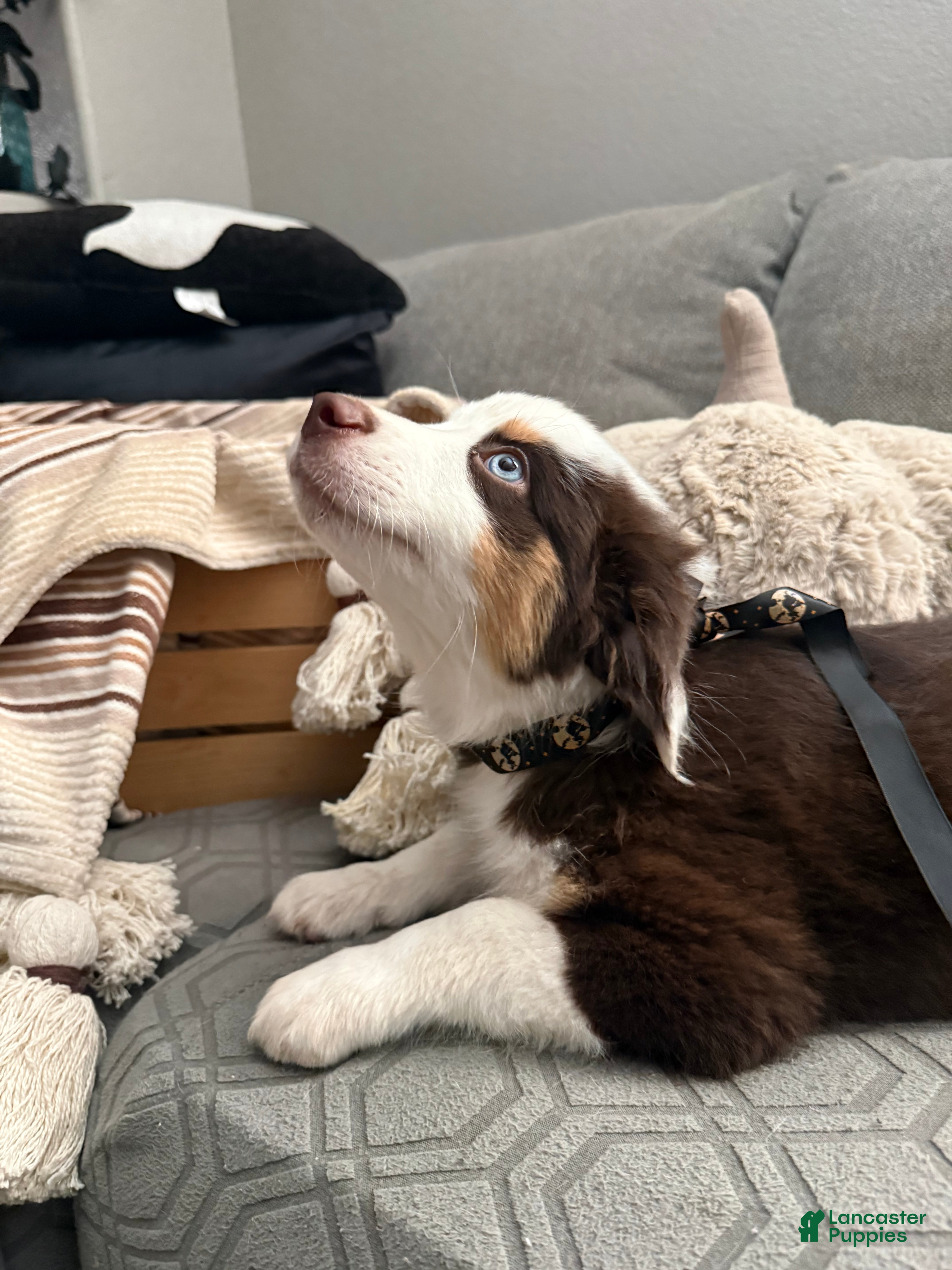 Australian Shepherd dogs Rocky - Ad 2