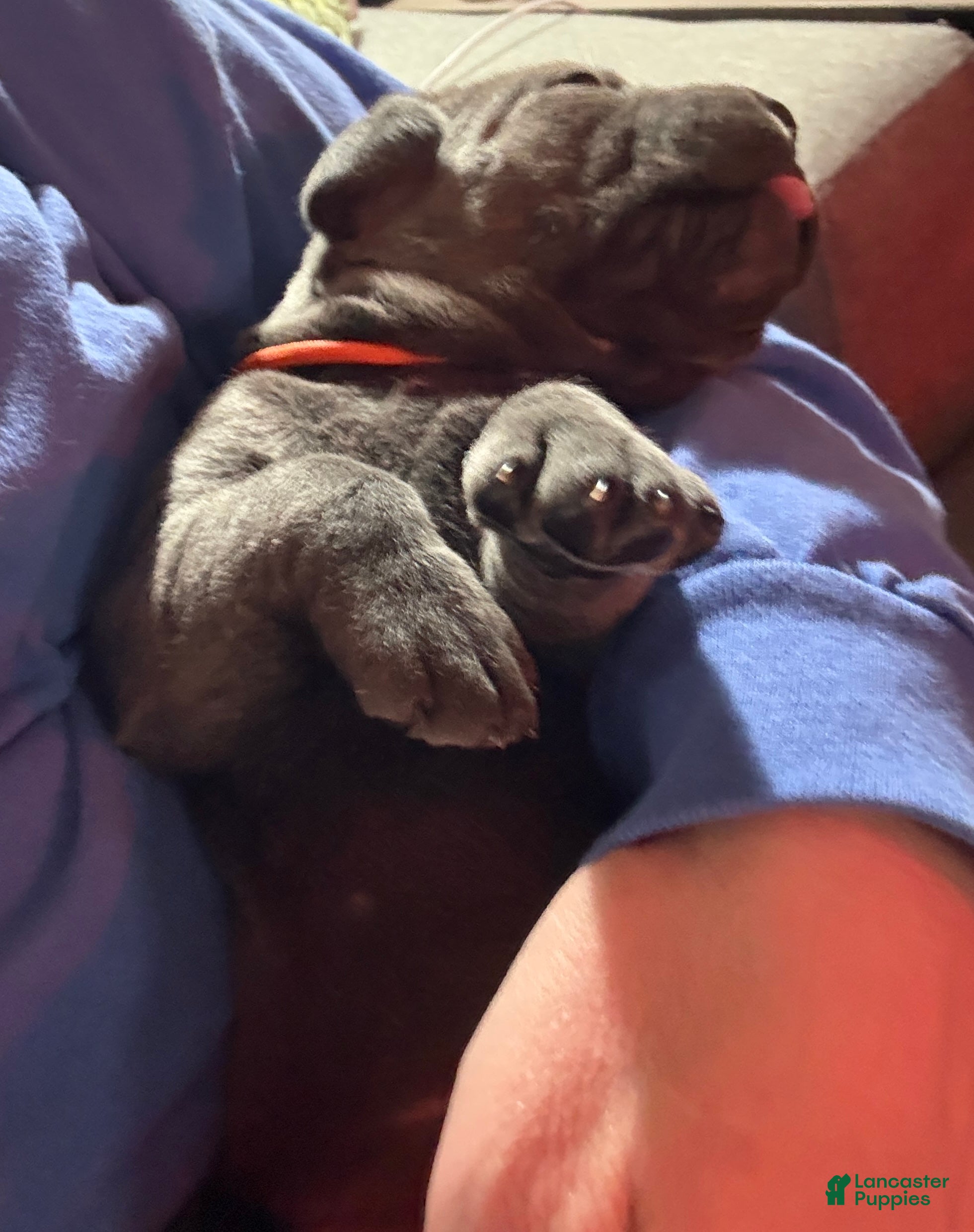 Cane Corso dogs Orange - Ad 6