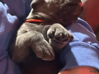 Cane Corso dogs Orange - Ad 6