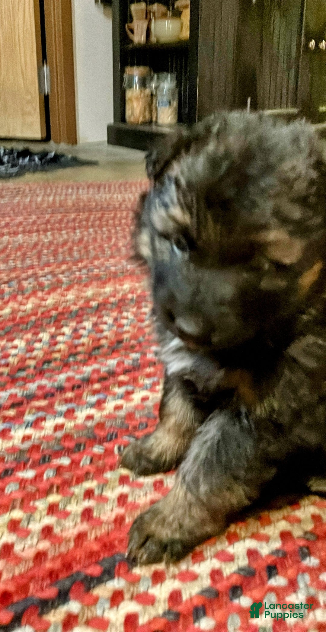 German Shepherd dogs for sale: ♥️SWEET SABLE ♥️ - Ad 47