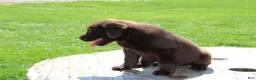 Labrador Retriever dogs for sale: Dandy - Ad 5