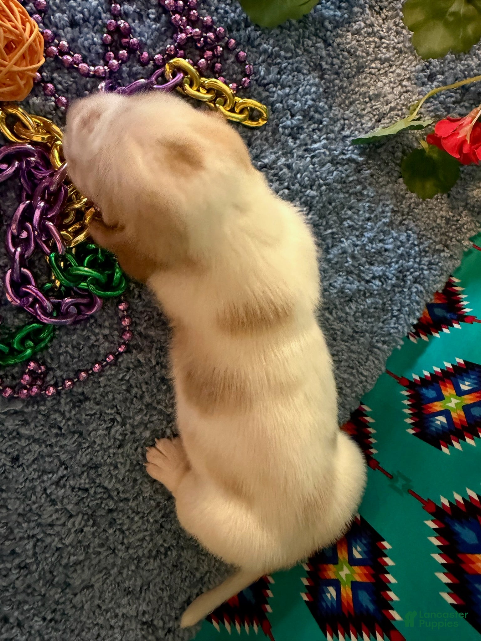 Basset Hound dogs for sale: Maurice - Ad 2