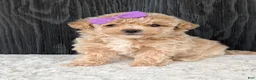 Bichpoo dogs for sale: Poppy - Ad 20
