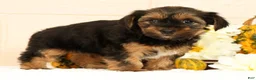 Yorkshire Terrier dogs for sale: Stella - Ad 4