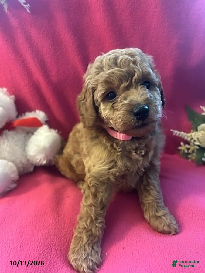 Cockapoo dogs Candy - Ad 1