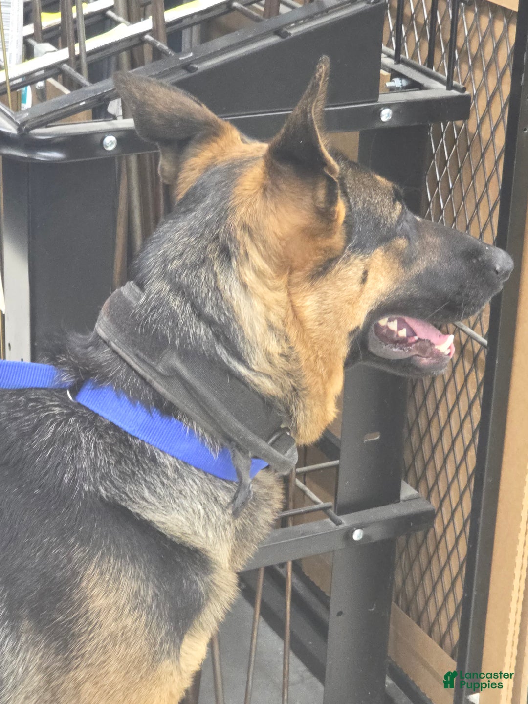 German Shepherd dogs for sale: German Shepherd Puppy 6 - Ad 3