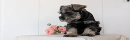 Miniature Schnauzer dogs for sale: Bear - Ad 9