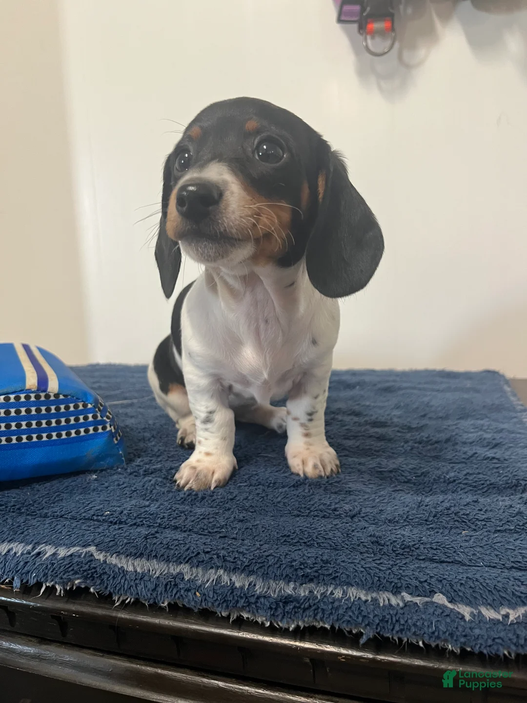 Miniature Dachshund dogs for sale: Gina - Ad 1