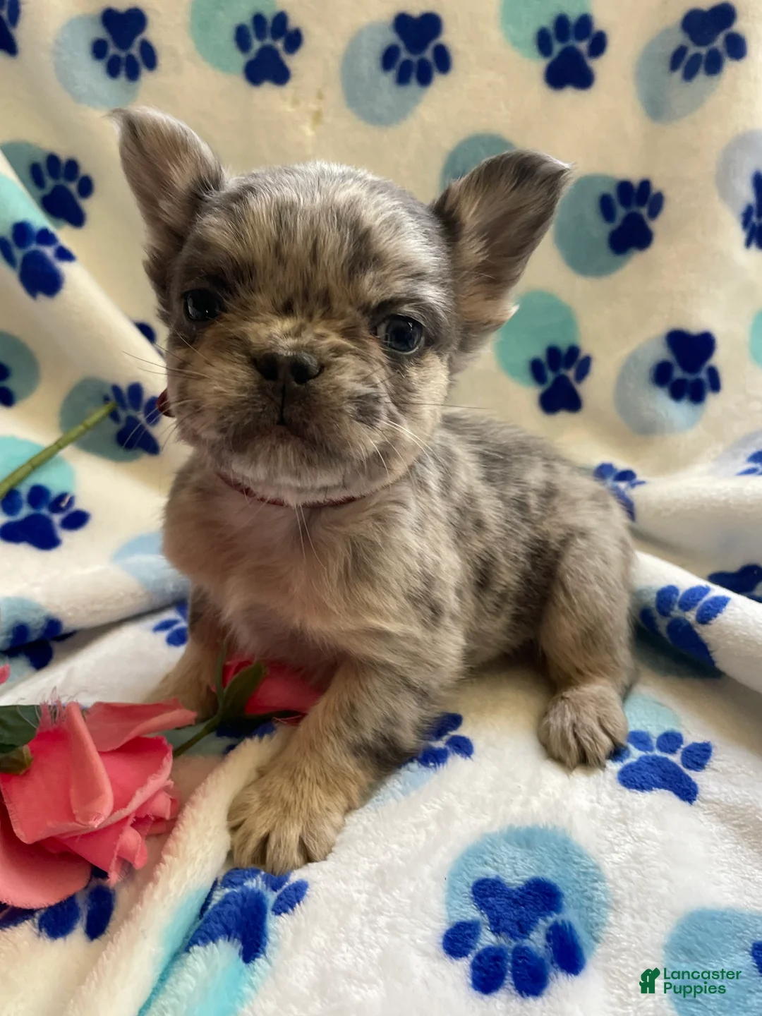 French Bulldog dogs for sale: Zane LONG HAIRED - Ad 2