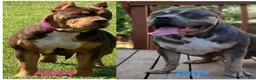 American Bully dogs for sale: American Bully 1 - Ad 7