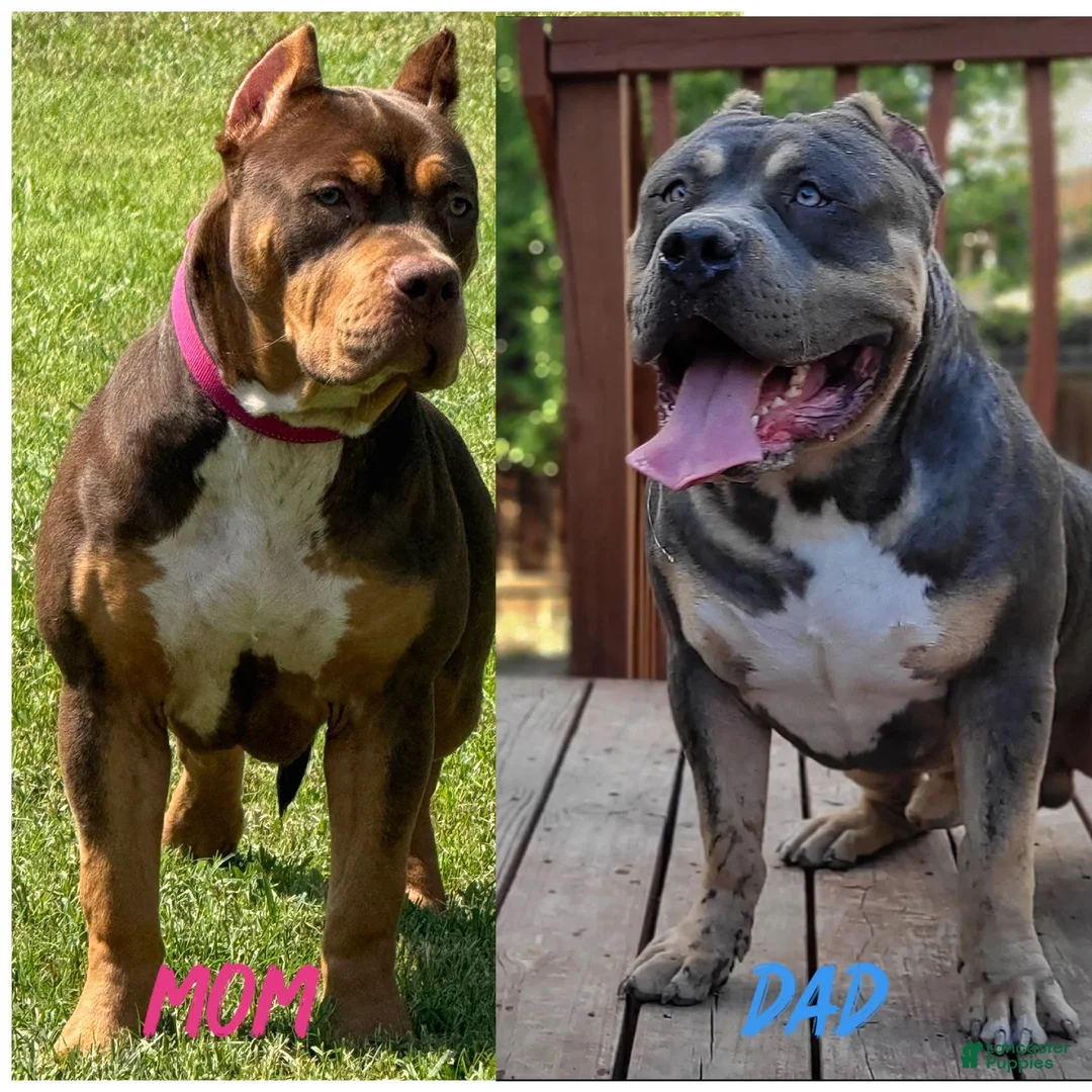 American Bully dogs for sale: American Bully 1 - Ad 7