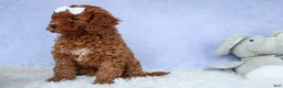 Cavapoo dogs for sale: TASHA - Ad 13