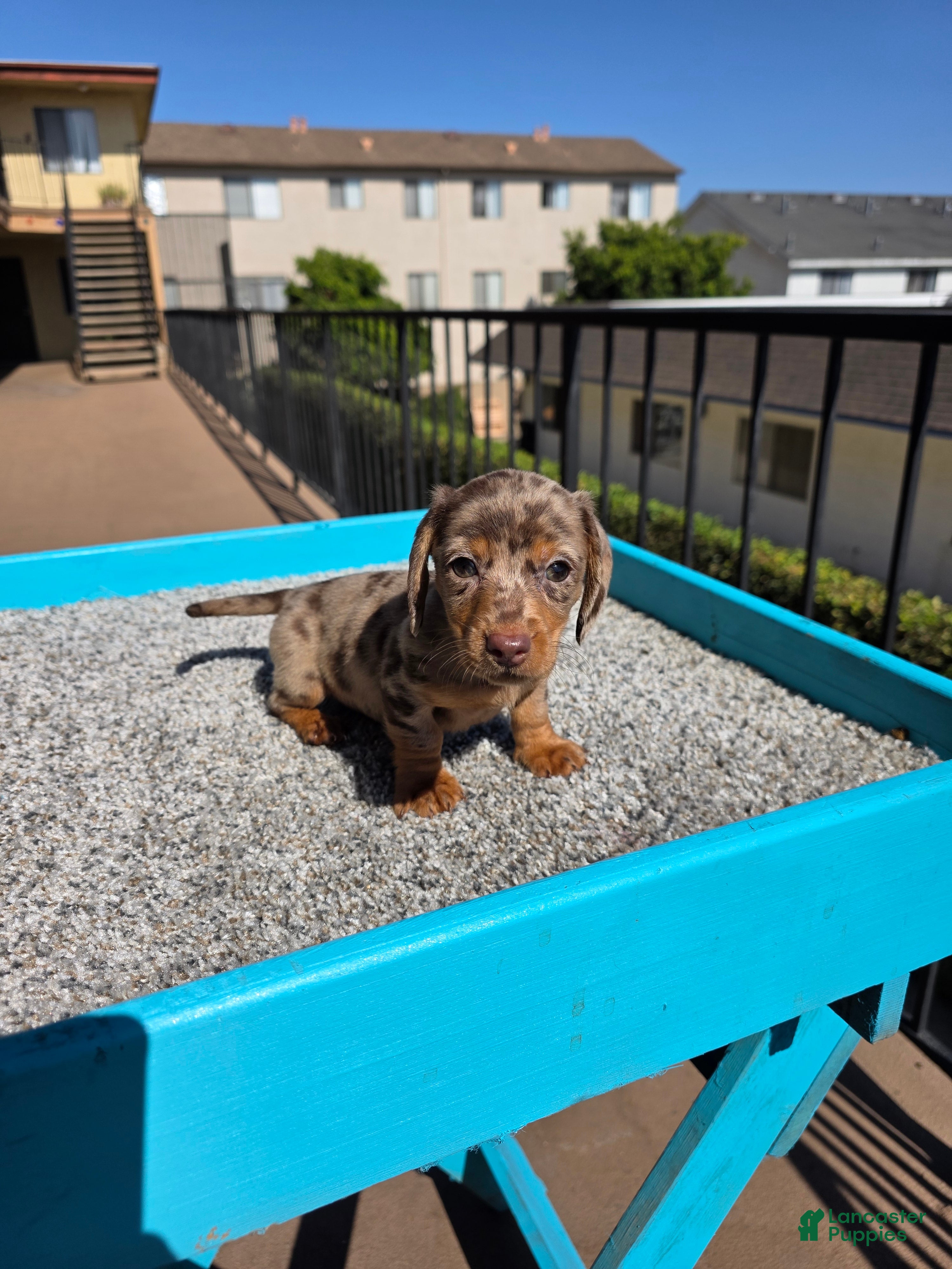 Miniature Dachshund dogs Rose - Ad 1
