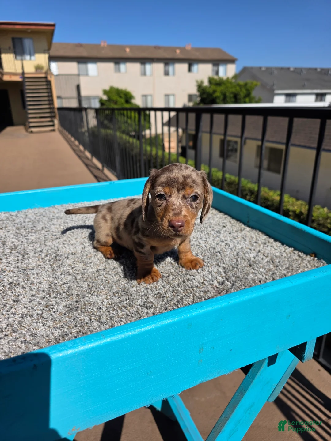Miniature Dachshund dogs for sale: Rose - Ad 1