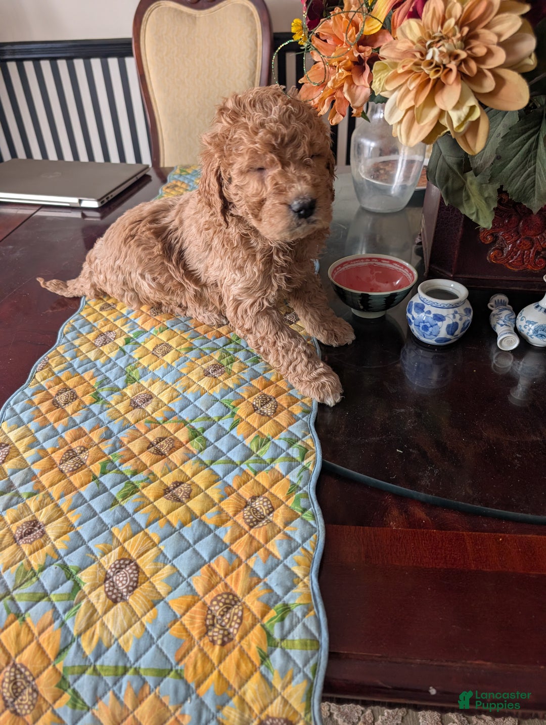 Goldendoodle dogs for sale: Steve - Ad 13