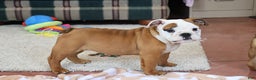 English Bulldog dogs for sale: English Bulldog Puppy 3 - Ad 1