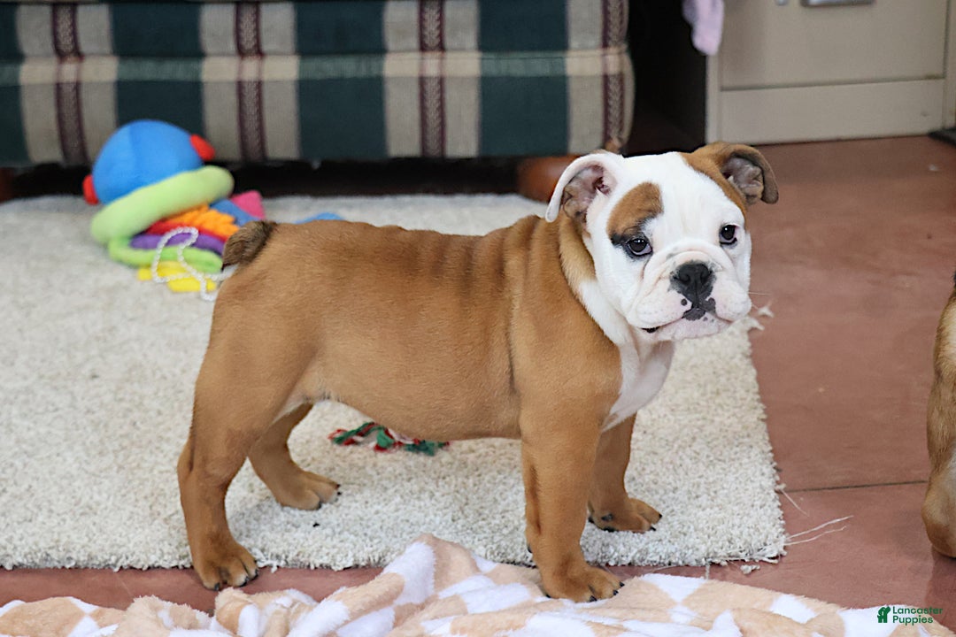 English Bulldog dogs for sale: English Bulldog Puppy 3 - Ad 1