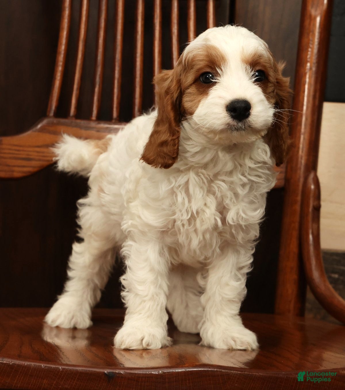 Cavapoo dogs Fetch - Ad 1