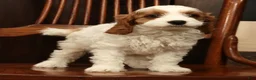 Cavapoo dogs for sale: Fetch - Ad 1