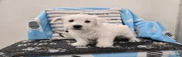 West Highland Terrier dogs for sale: West Highland Terrier Puppy 4 - Ad 6