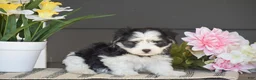Havanese dogs for sale: Kevin - Ad 1