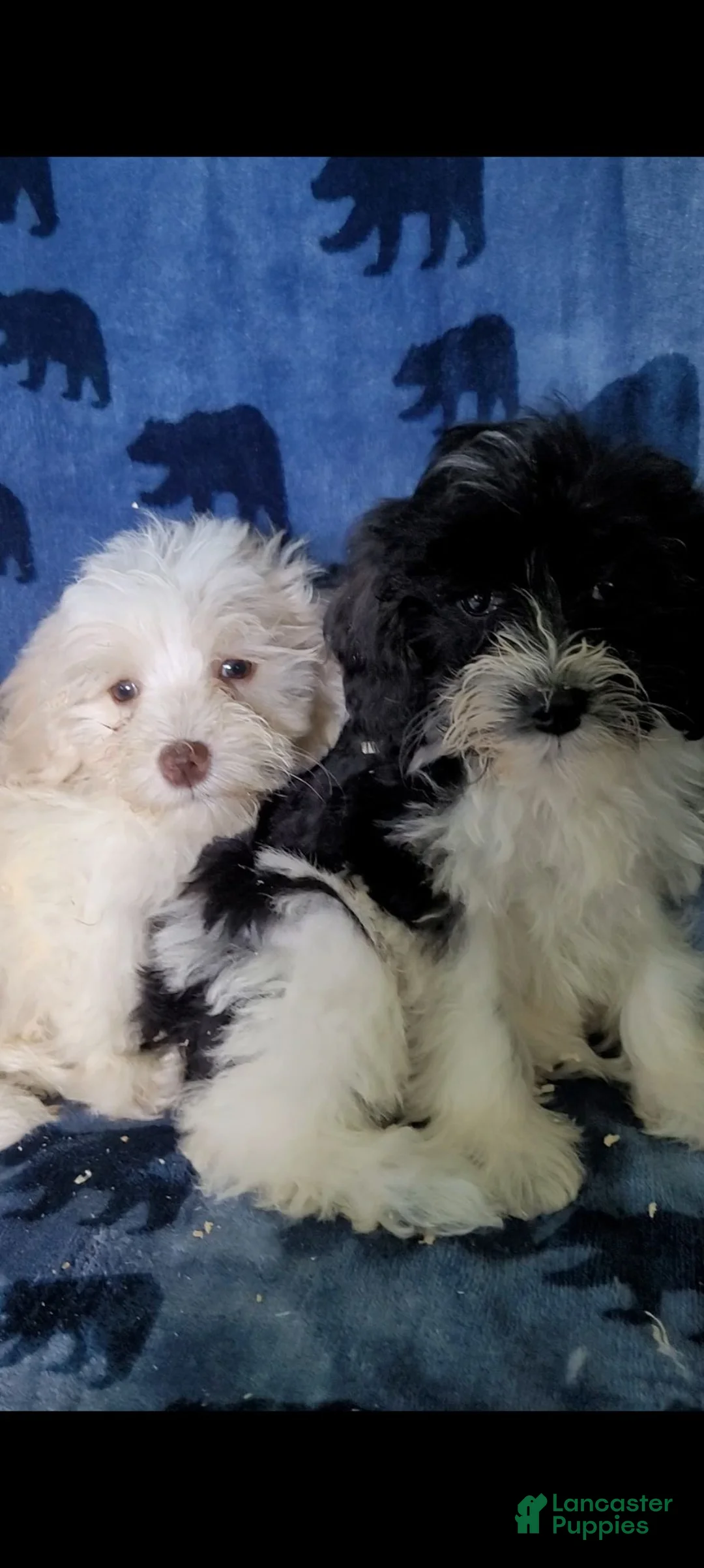 Schnoodle dogs for sale: Dolly - Ad 2