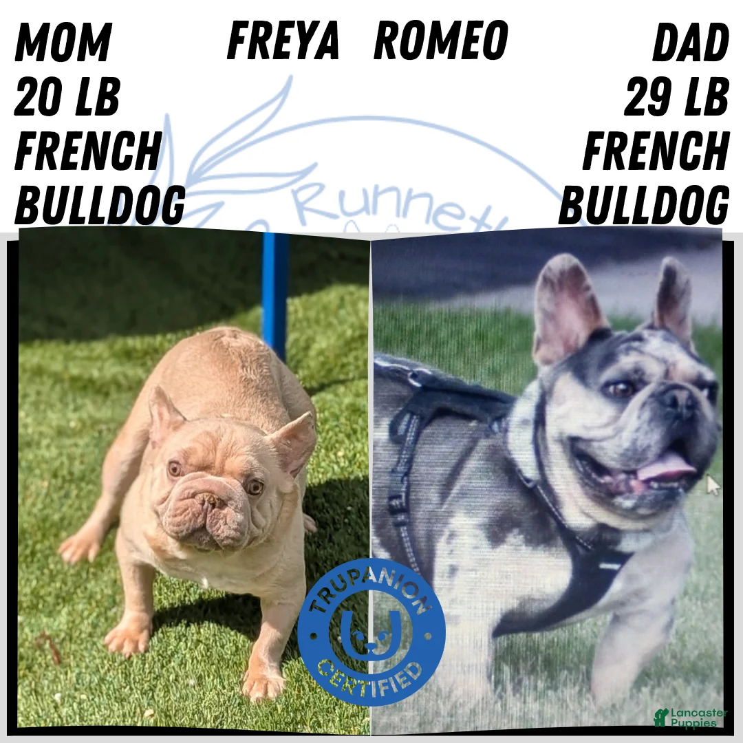 French Bulldog dogs for sale: Jax - Ad 2