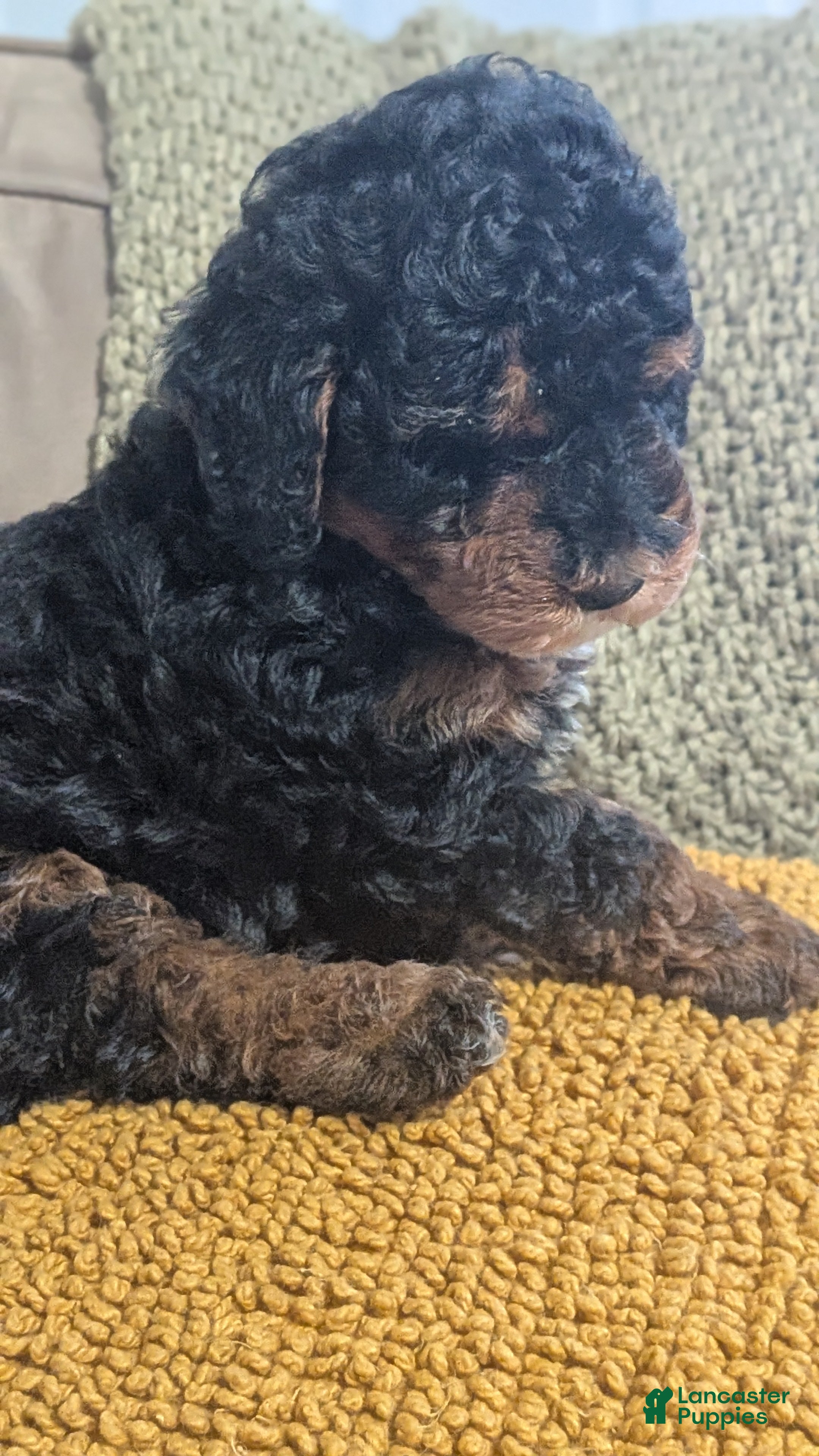 Miniature Poodle dogs Shadow  - Ad 1