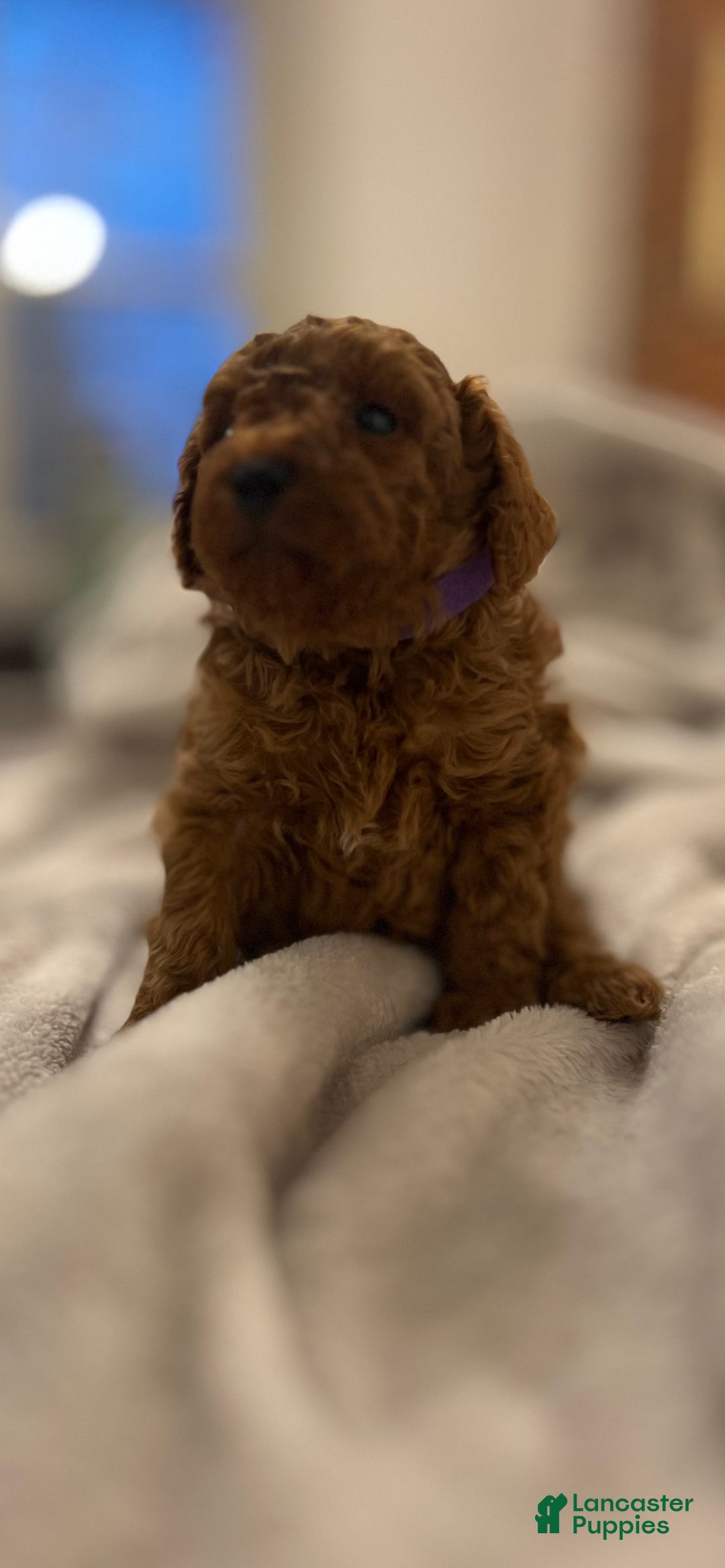 Toy Poodle dogs for sale: Donatello - Ad 3