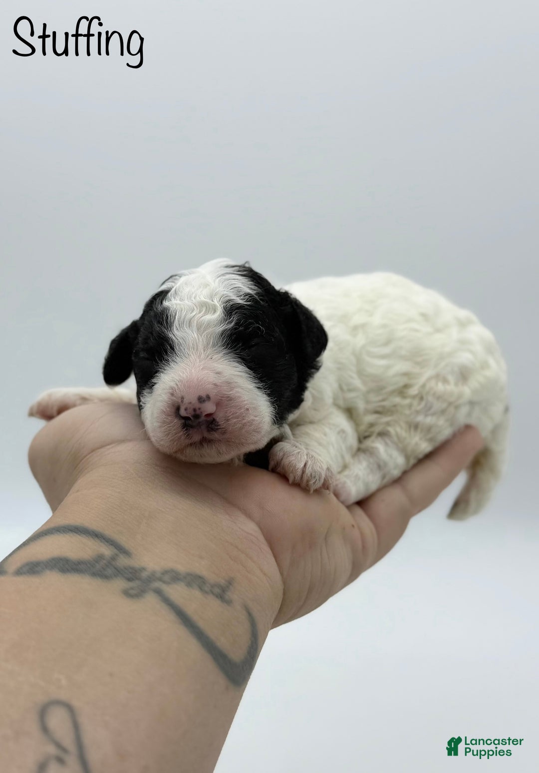 Miniature Poodle dogs for sale: Stuffing - Ad 2