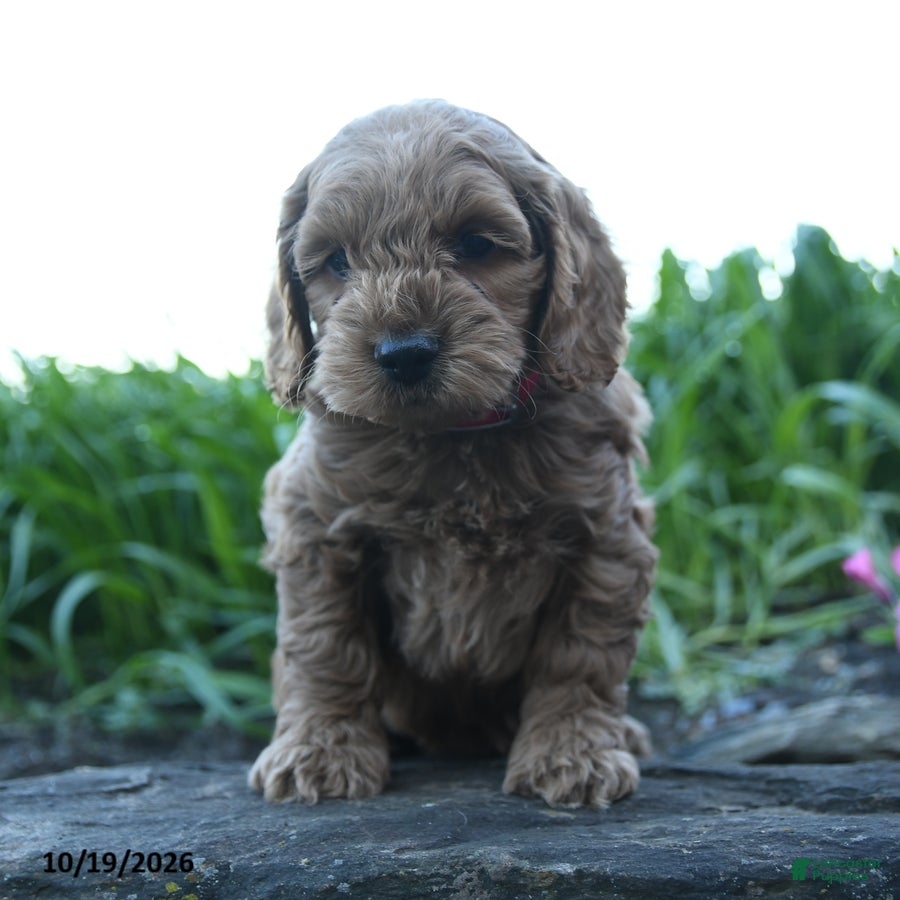 Cockapoo dogs Louie - Ad 1