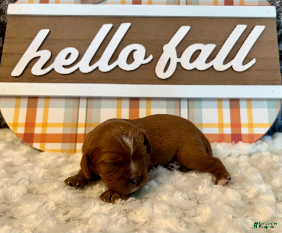 Cavalier King Charles Spaniel dogs for sale: Cavalier King Charles Spaniel Puppy 2- Dasher - Ad 4