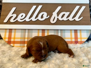 Cavalier King Charles Spaniel dogs - Ad 18