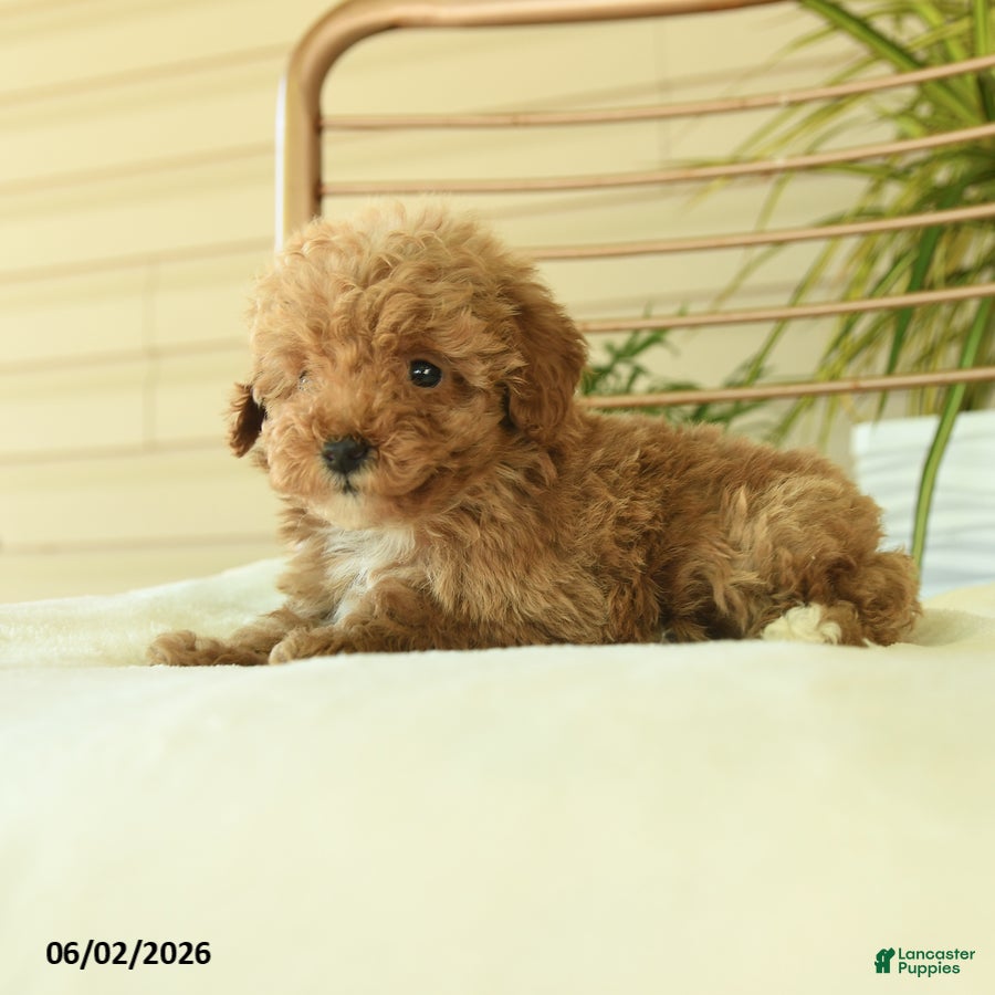 Miniature Poodle dogs for sale: Quincy - Ad 2