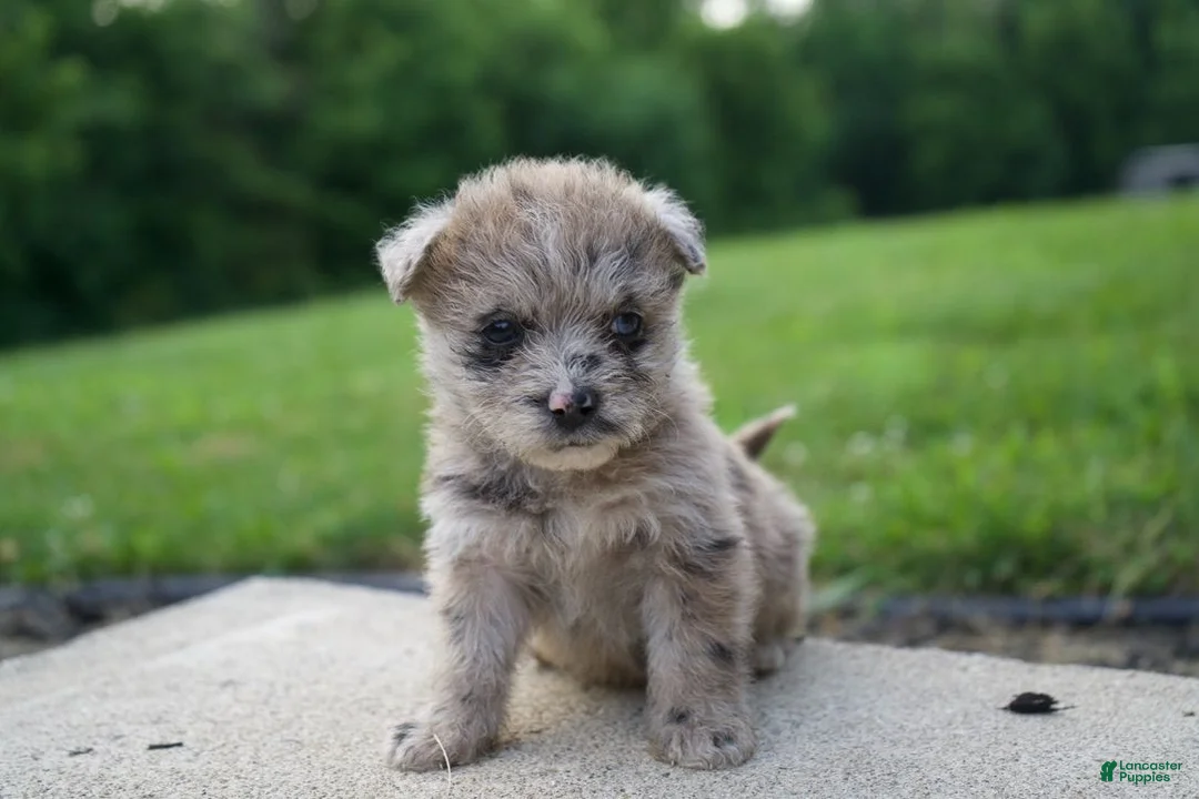 Mixed Breed dogs for sale: Roxxy - Ad 2