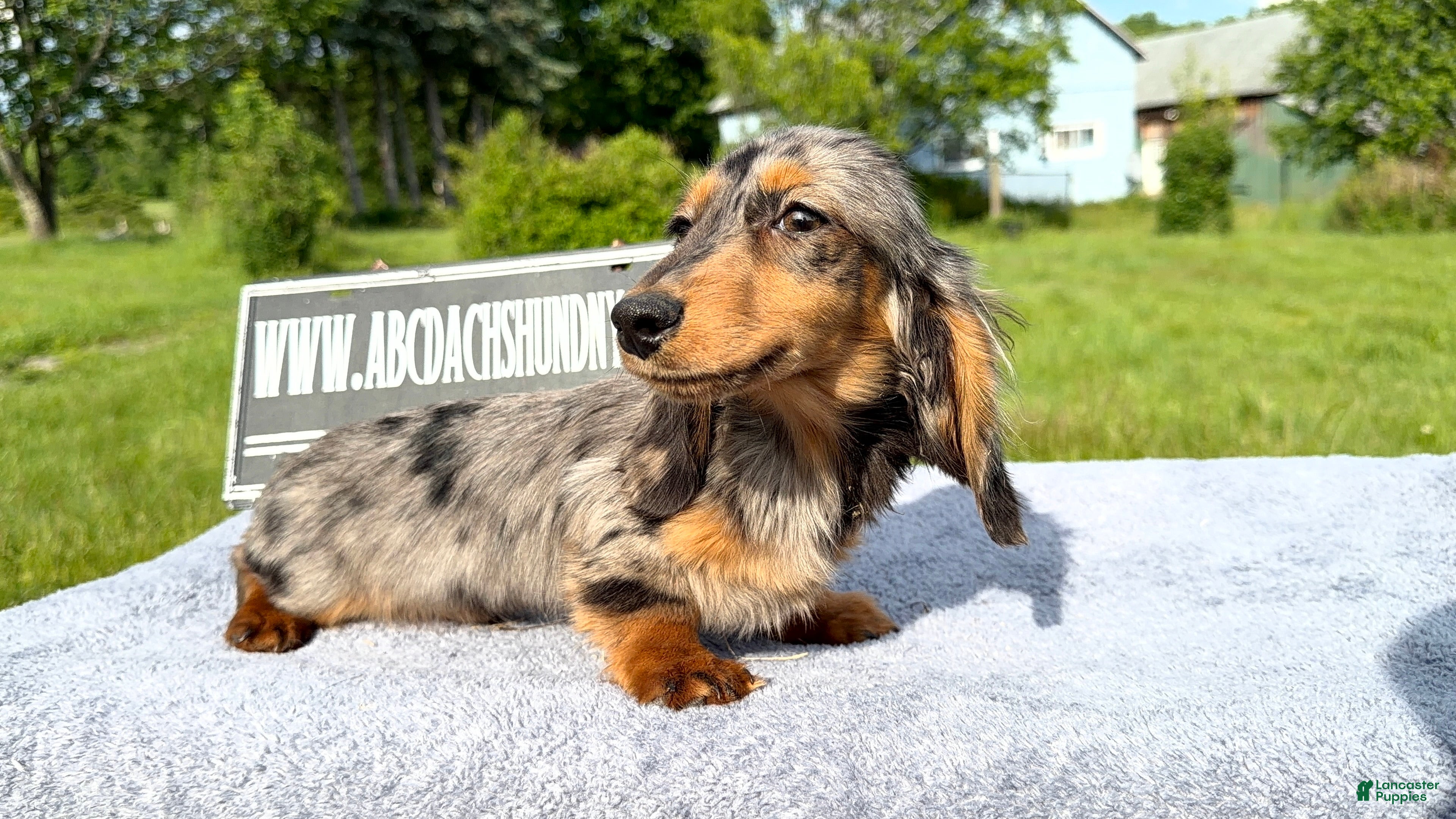 Miniature Dachshund dogs AKC Show Dapple- Russian - Ad 3