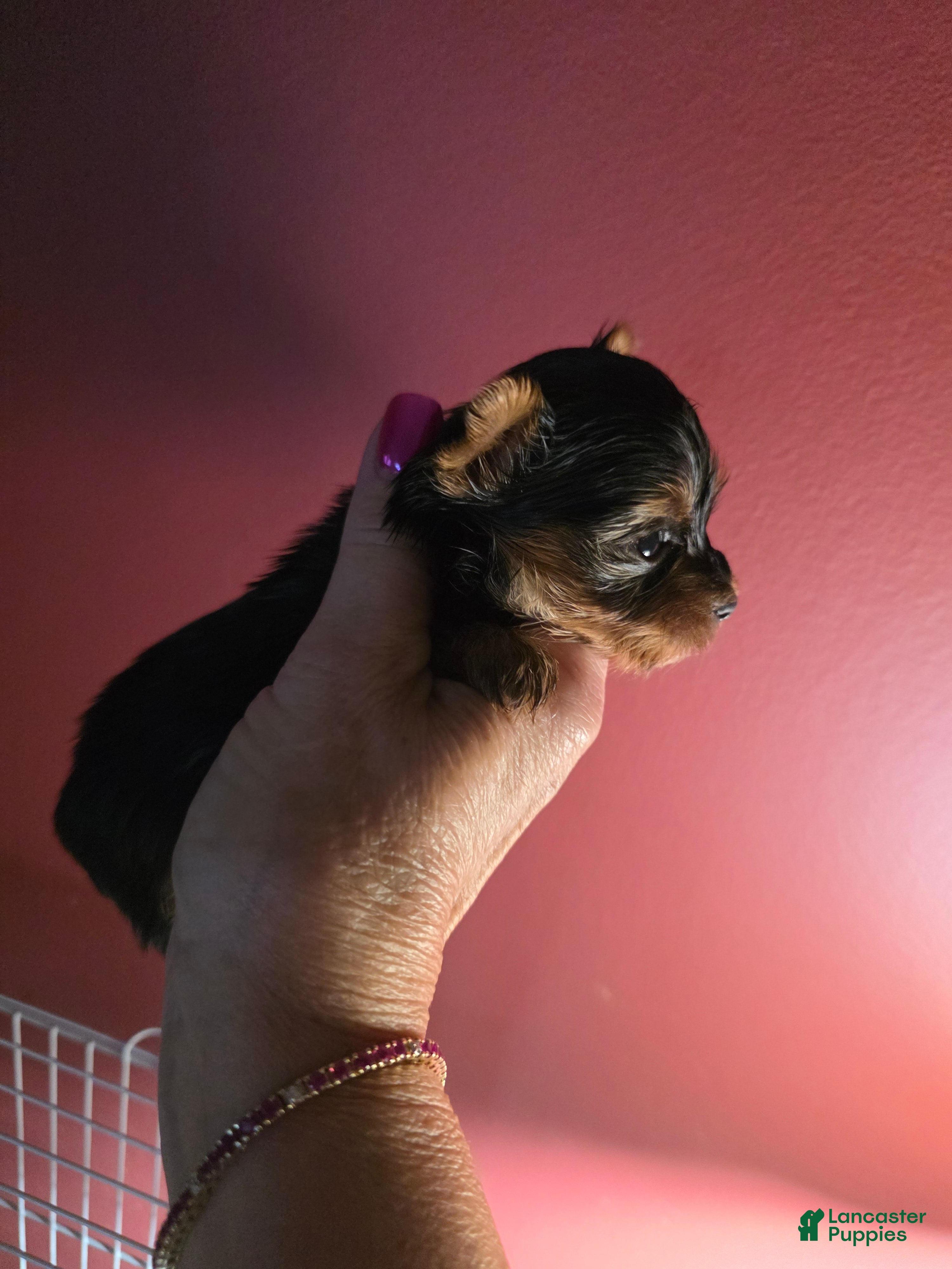 Yorkshire Terrier dogs Nugget - Ad 2
