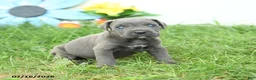Cane Corso dogs for sale: Roman - Ad 1