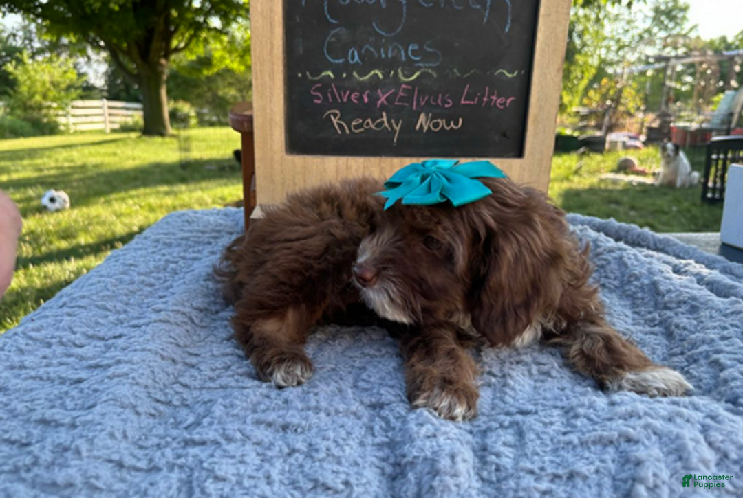 Aussiedoodle dogs for sale: Victoria - Ad 6