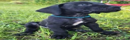 Great Dane dogs for sale: Black Male Blue Collar  - Ad 3