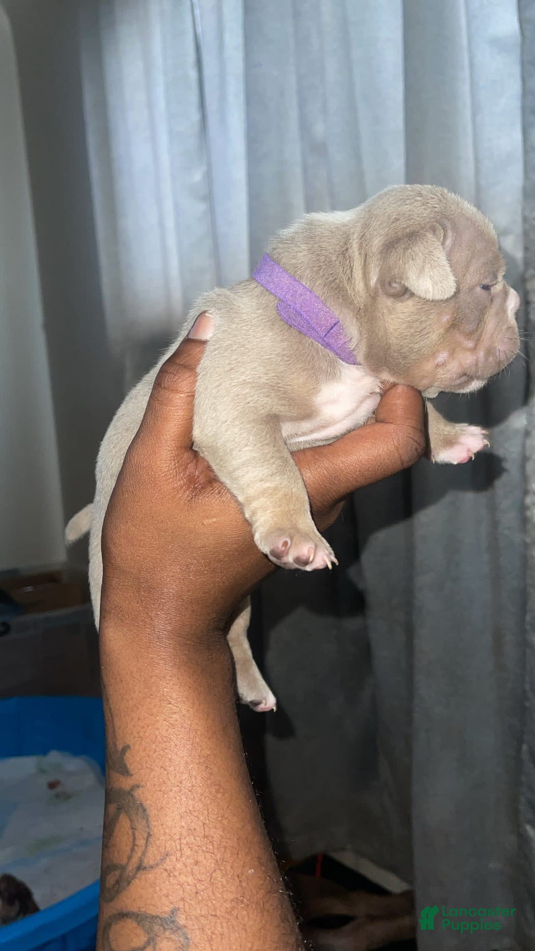 Gallery Image {{count}}