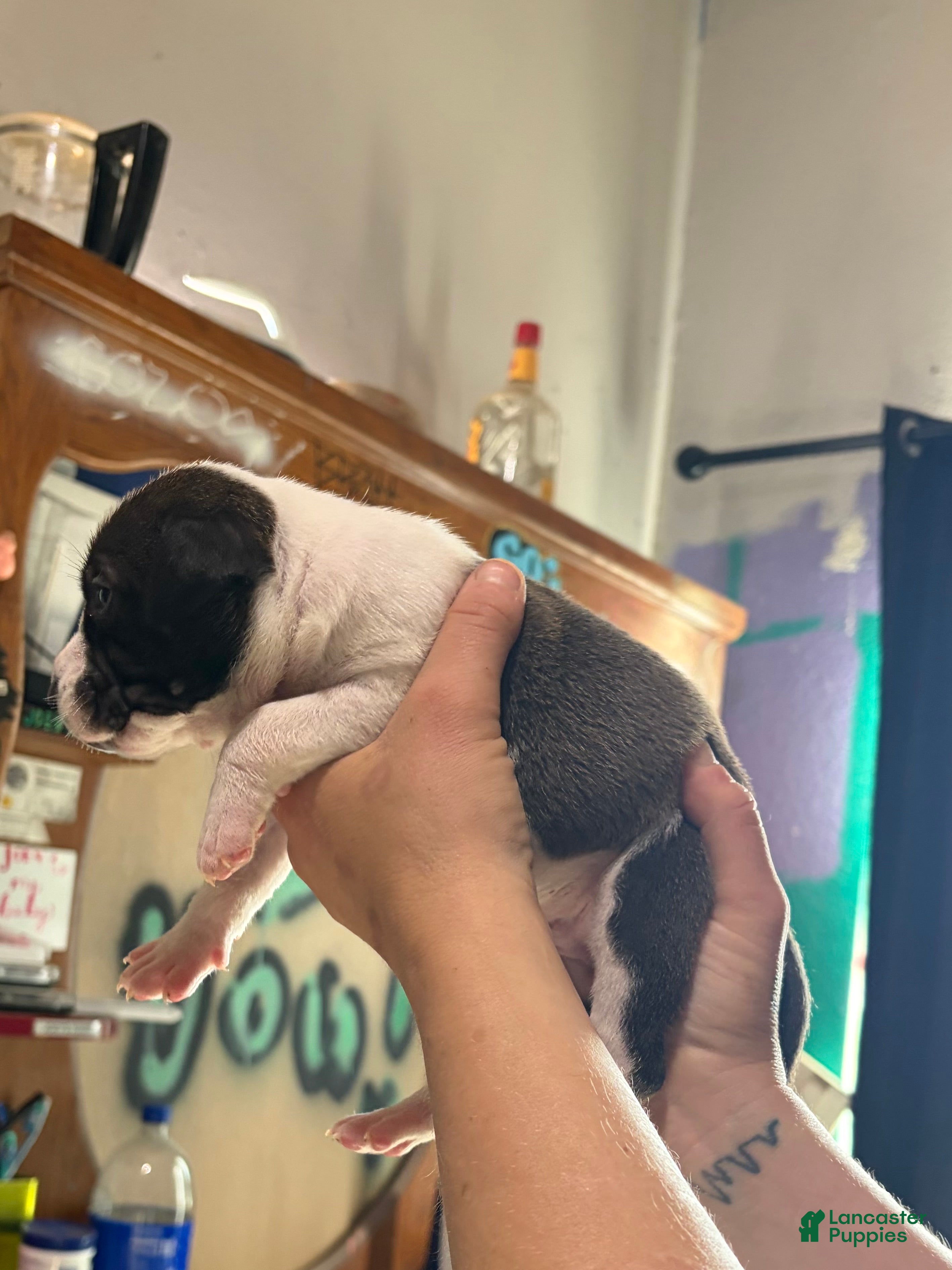 American Bully dogs American Bully Puppy 6 - Ad 2
